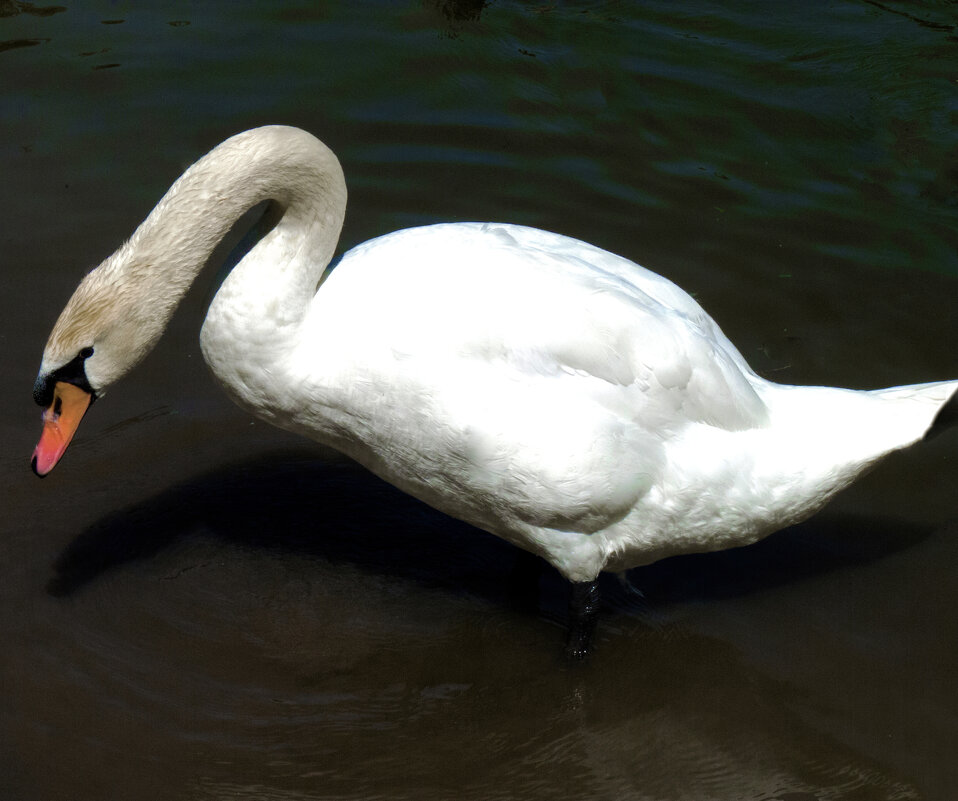 Лебеди  Гагаринского  парка - Валентин Семчишин