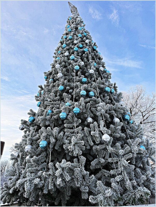 Голубая ель. - Валерия Комова