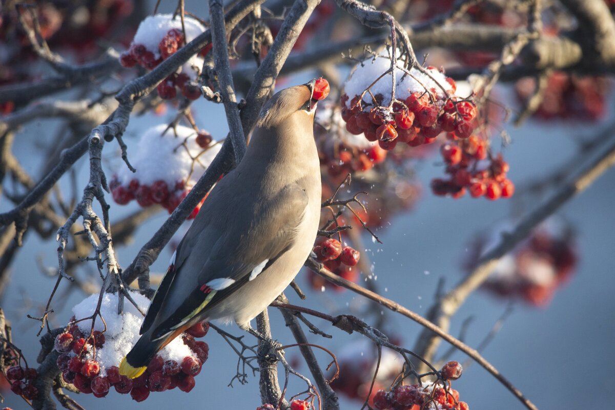 Свиристель - Ольга Прикуль