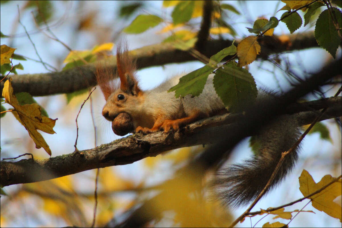 Белка. - Александр. AVG100 ---