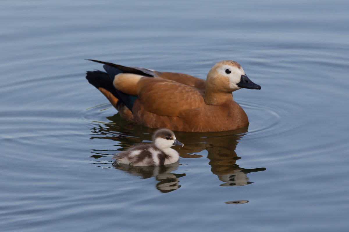 Ути-пути - Игорь Шевченко