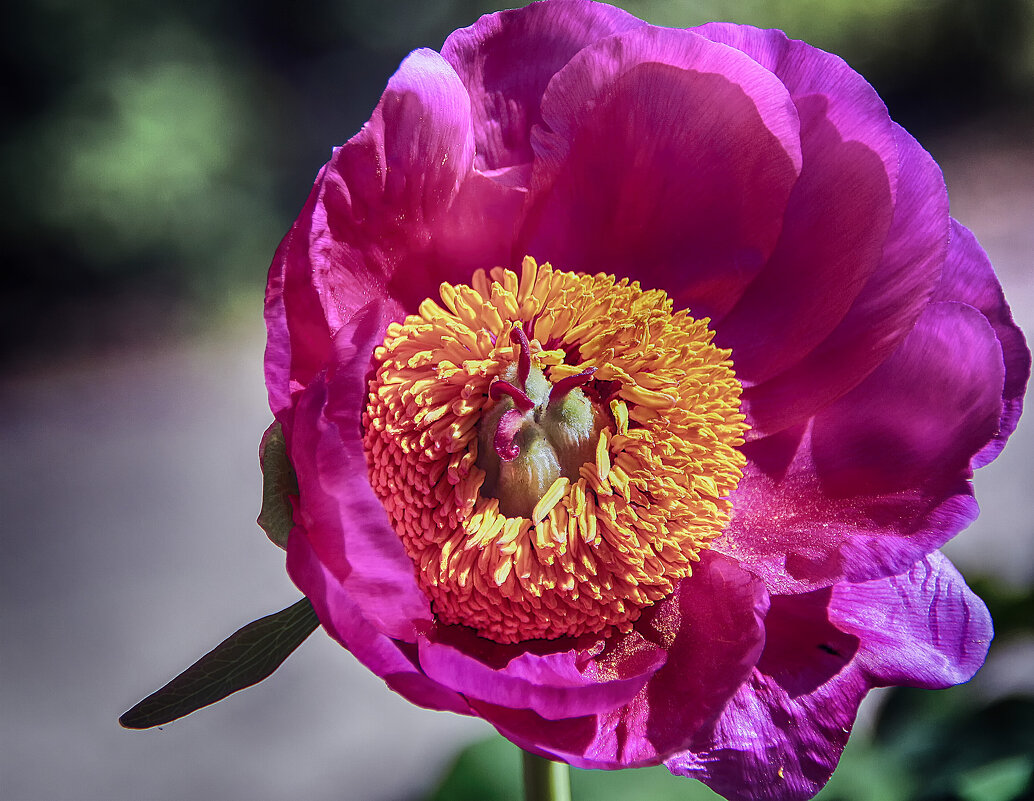 марьин корень - Андроник Александр 