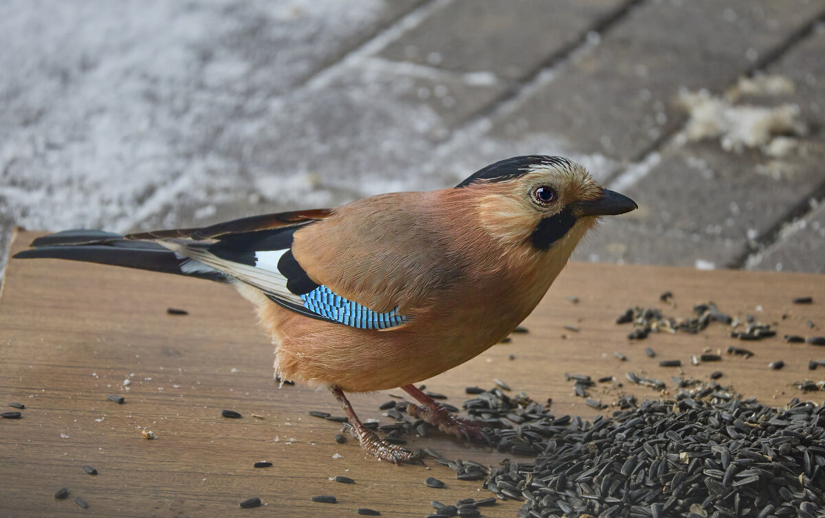 Сойка.. - Александр Посошенко