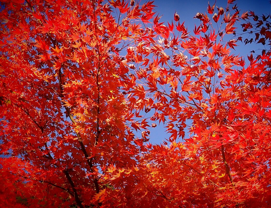 Символ японской осени - Момидзи - Civetta *** Символ японской осени - Момидзи - Civetta ***