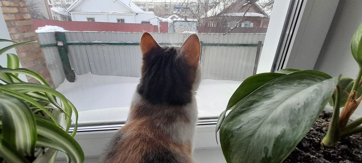 МУРКА - СЕРГЕЙ ФИЛОЧКИН