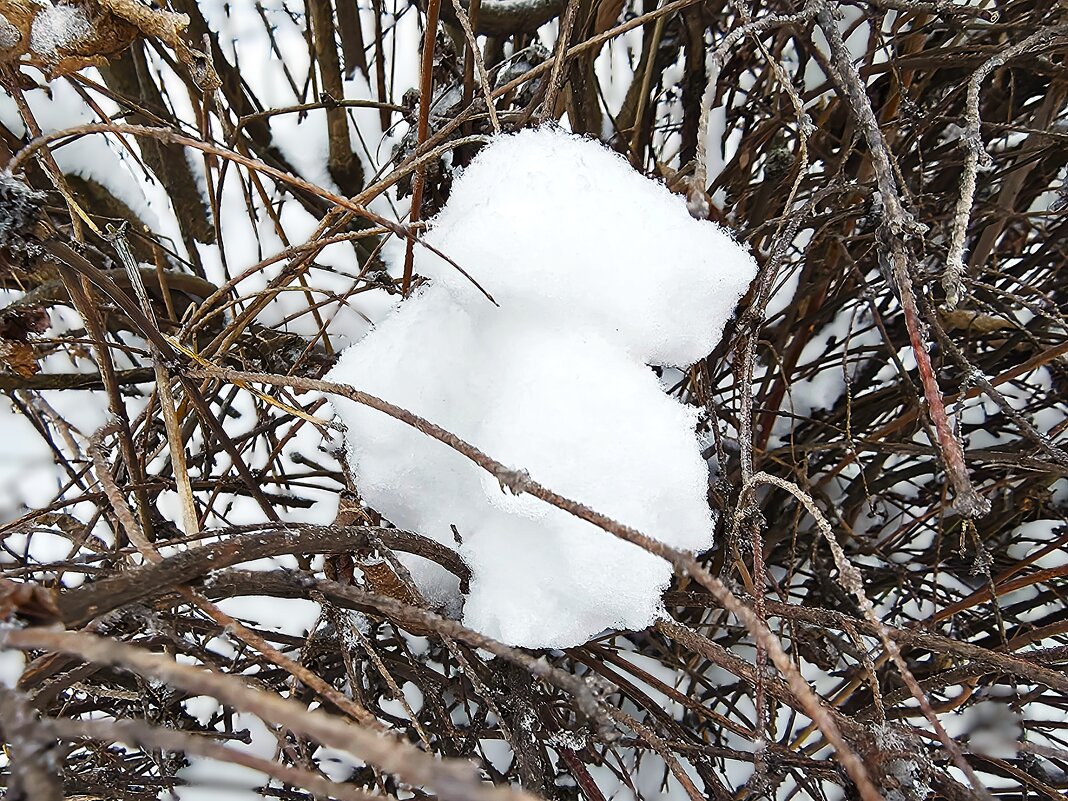 ***снежный комочек*** - Olga Oskolkova