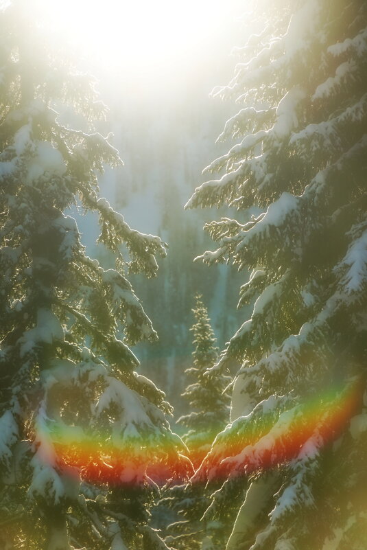 Новогодний лес - Павел Трунцев Новогодний лес - Павел Трунцев