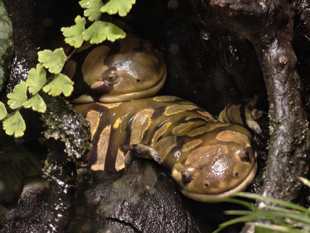 Тигровые амбистомы - <<< Наташа >>>