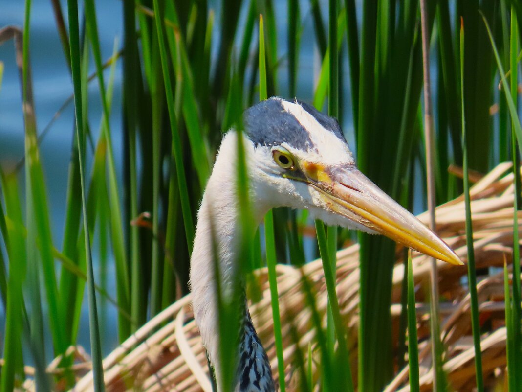 Портрет Серой цапли - Ольга Митрофанова