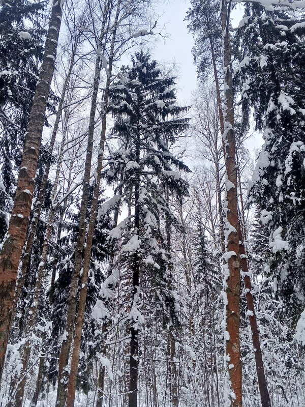 Зима - Сапсан 