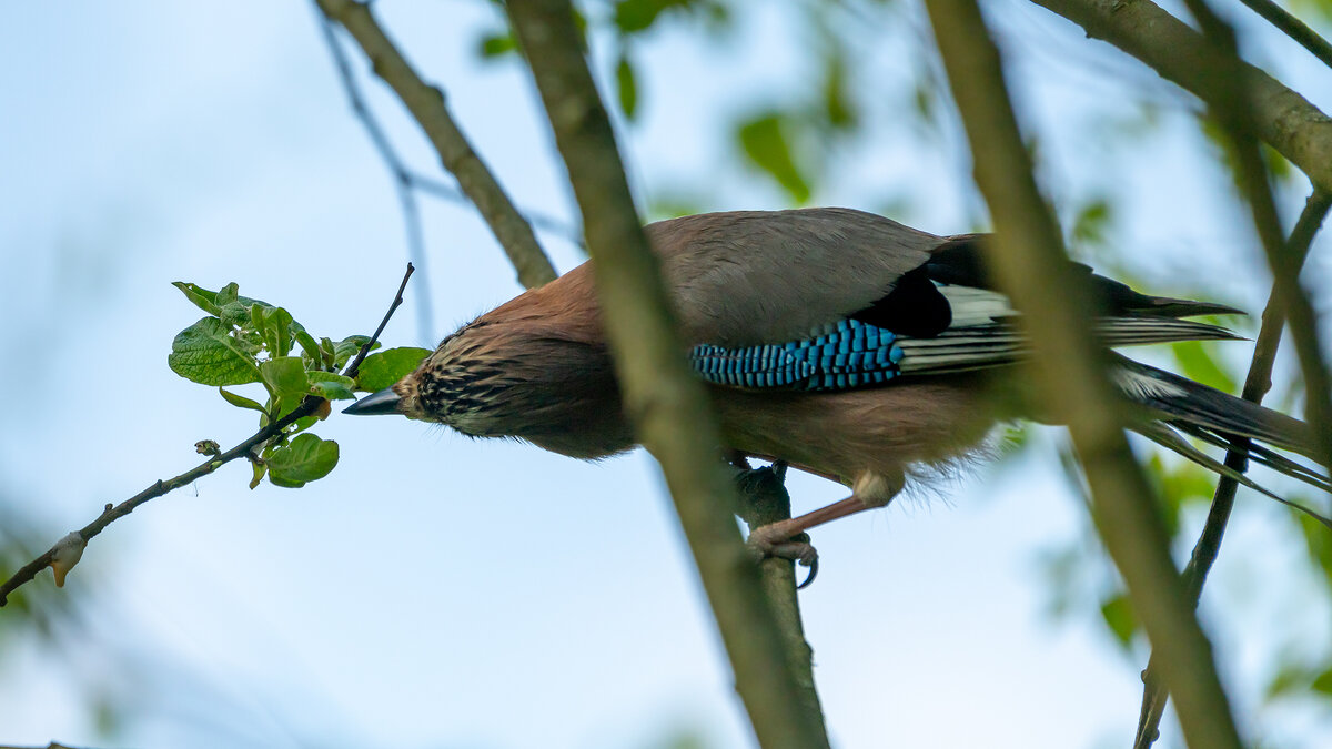 Сойка - Владимир Лазарев