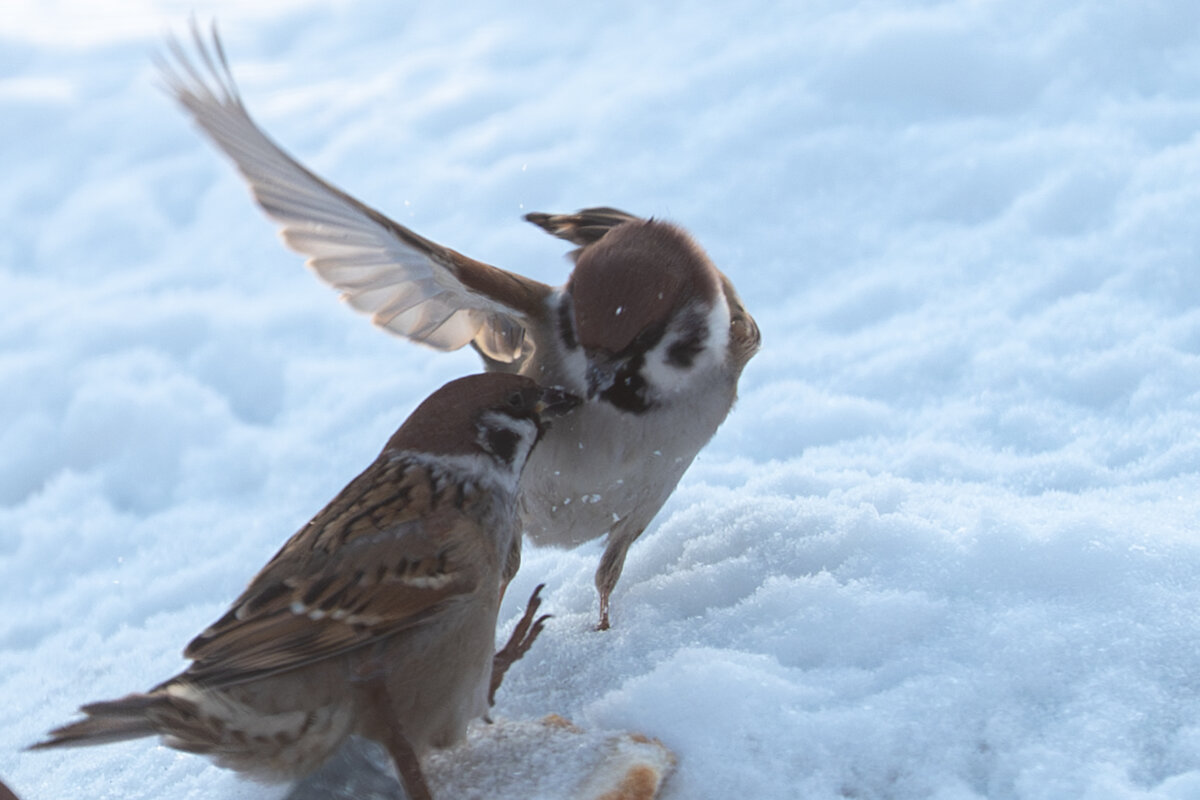 Скажу тебе по секрету))) Тат много еды) - Сергей Флетчер