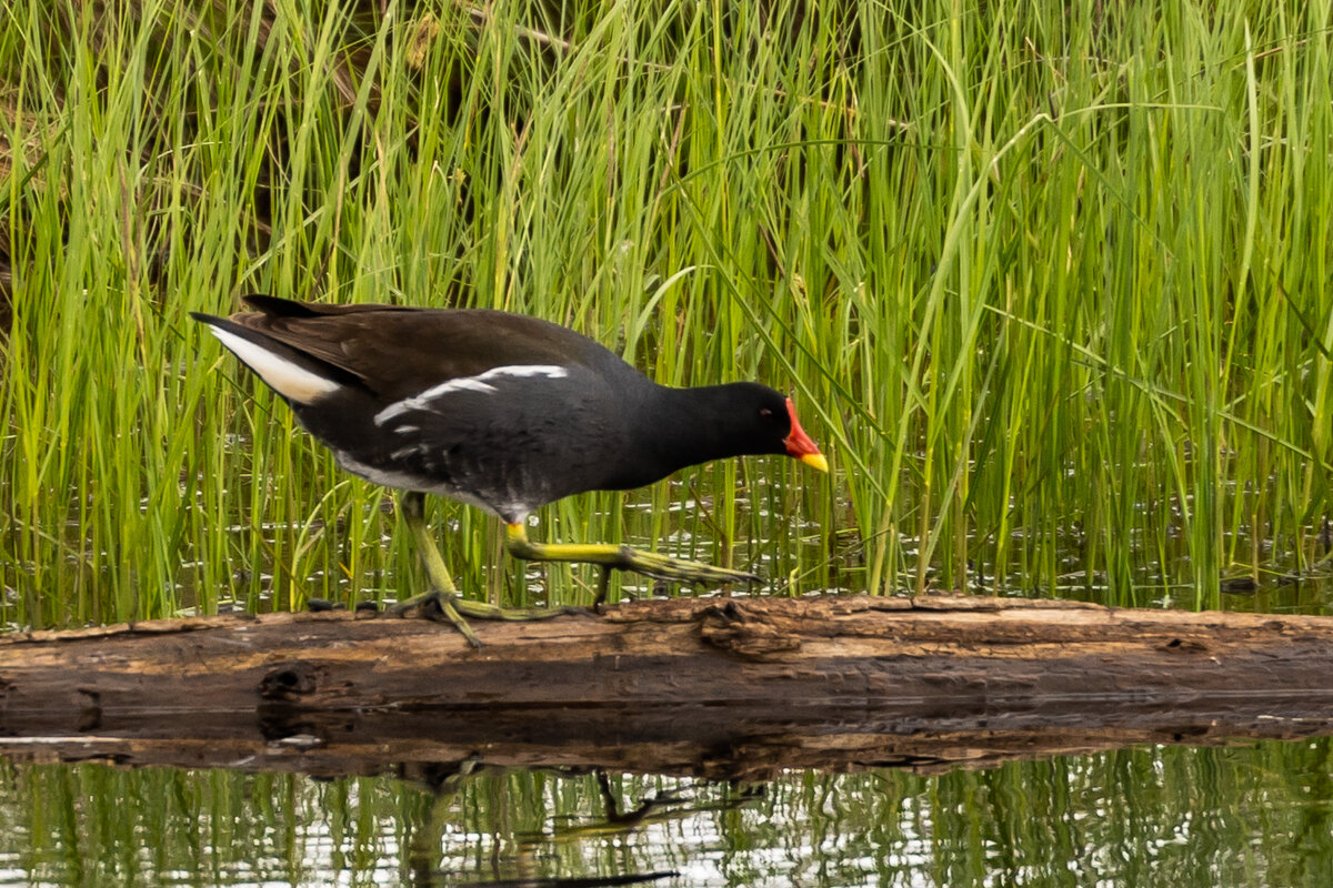 1 - Сергей Флетчер