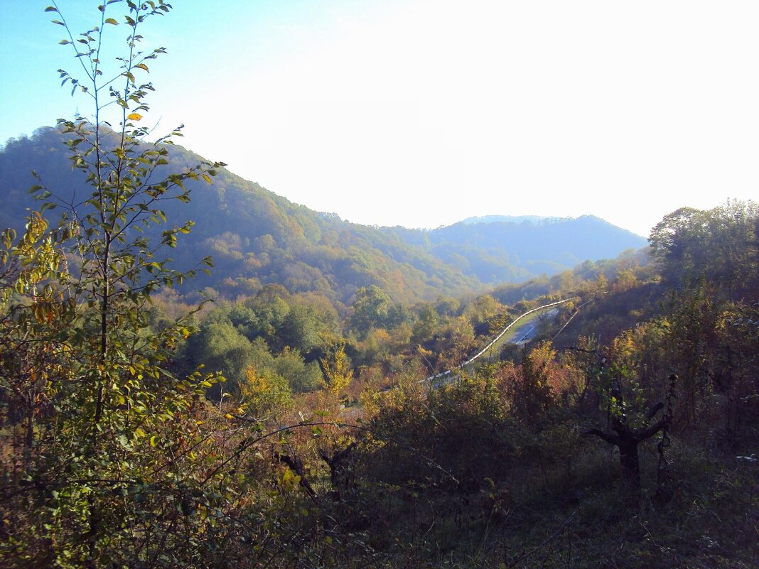 ДАГОМЫС - Tata Wolf