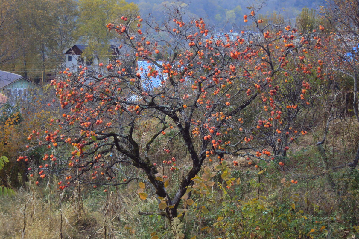 ХУРМА - Tata Wolf