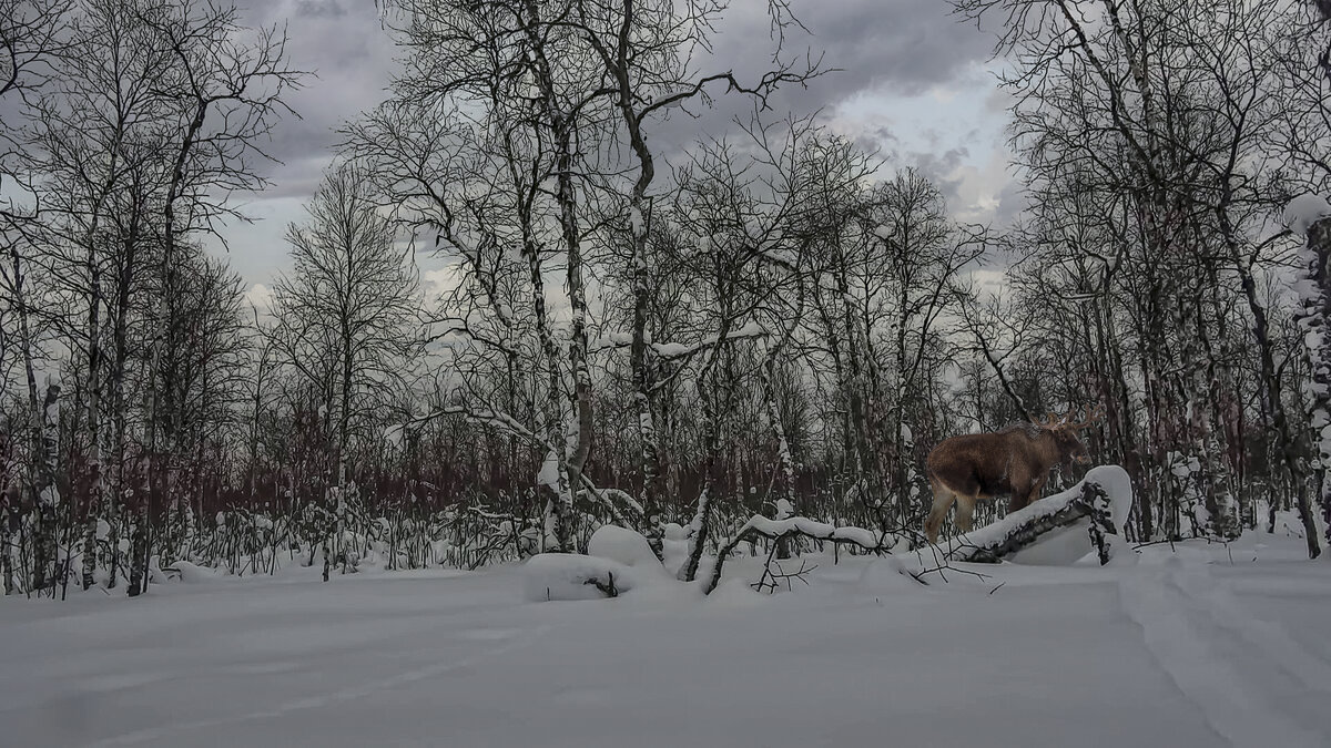 В зимней тайге - Aleksey Afonin В зимней тайге - Aleksey Afonin