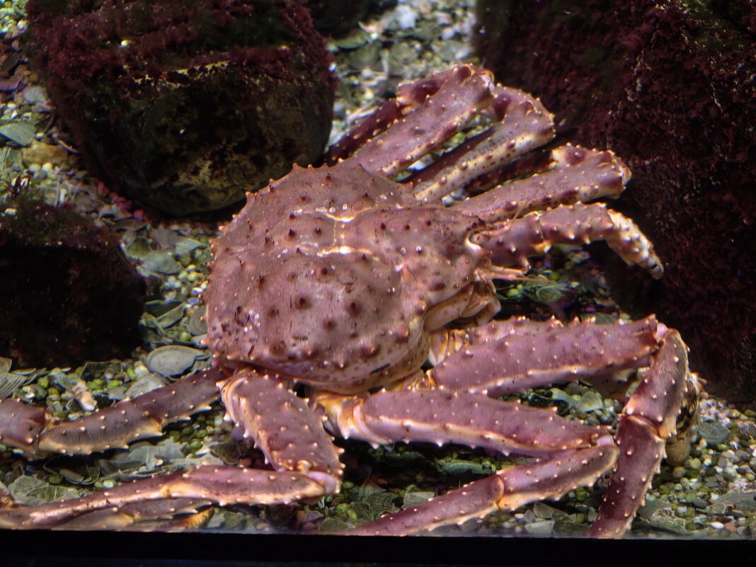 Камчатский краб - <<< Наташа >>>