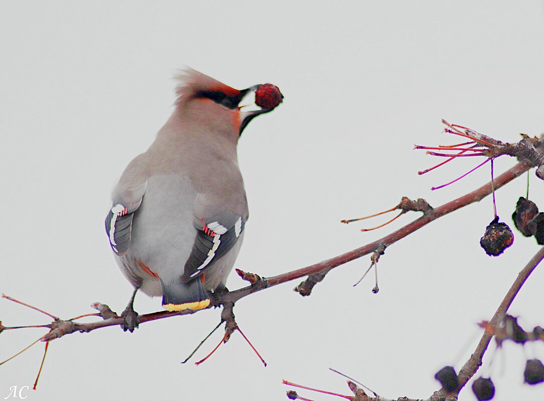 Виртуоз - Любовь Сахарова