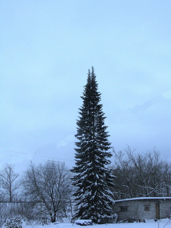 Красавица пихта - Людмила Смородинская
