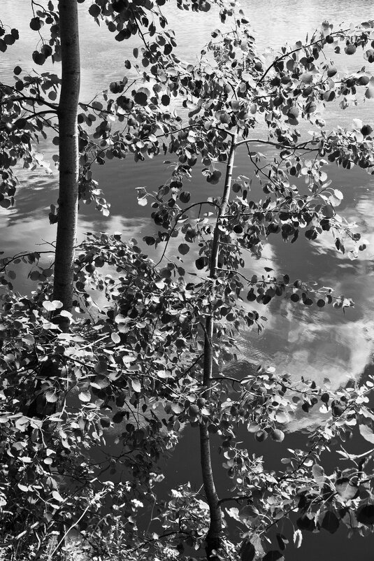 Фотография - Денис Безногов