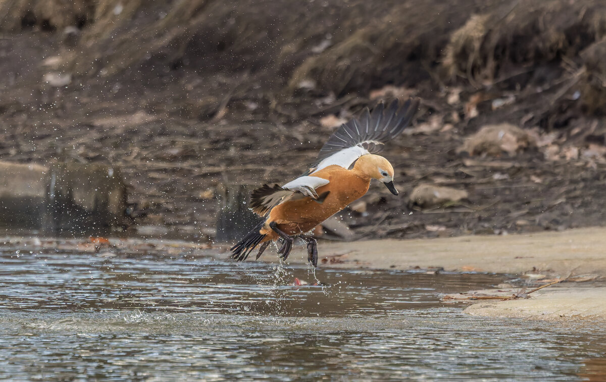 огарь в полете. - юрий макаров огарь в полете. - юрий макаров