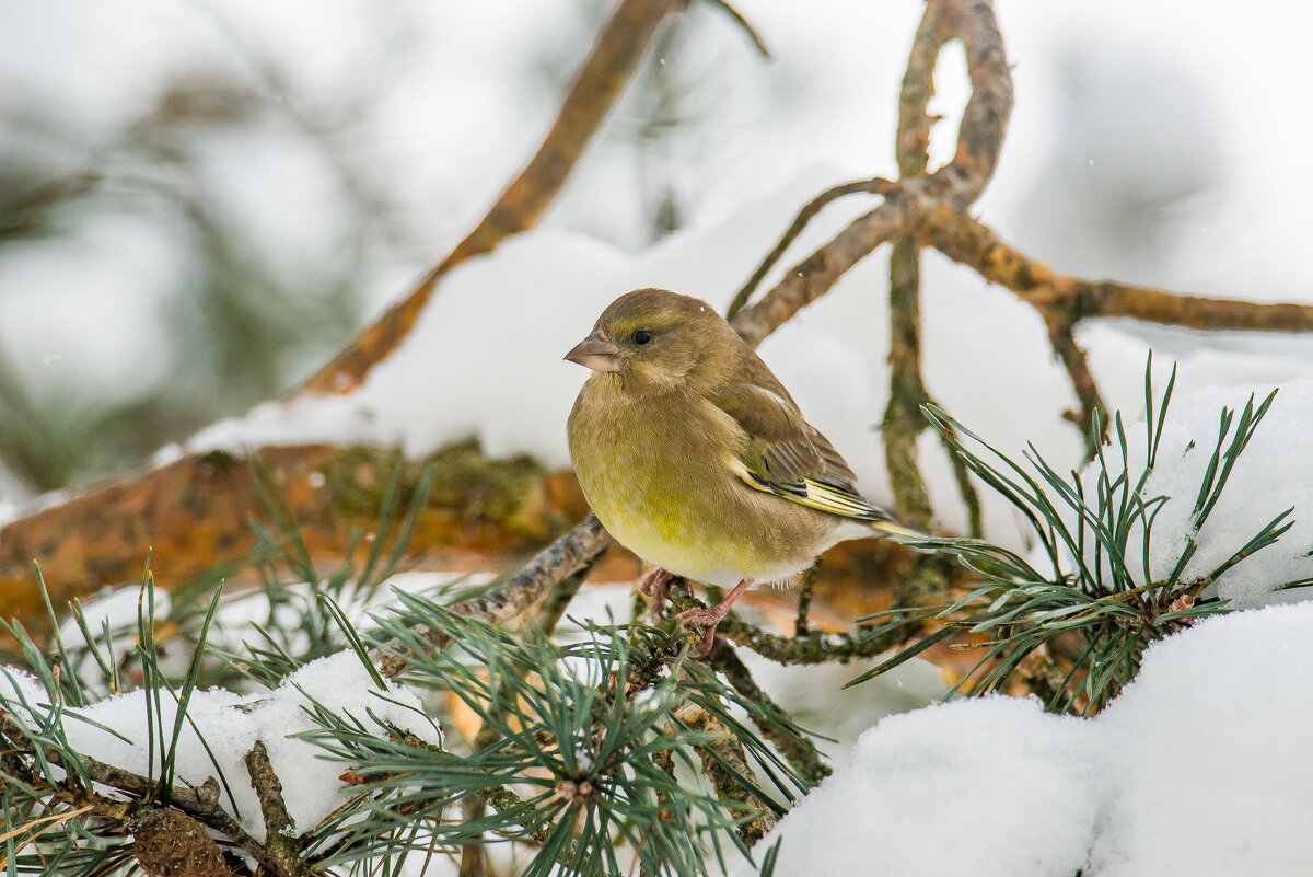 Зеленушка. - Sergey (Apg)