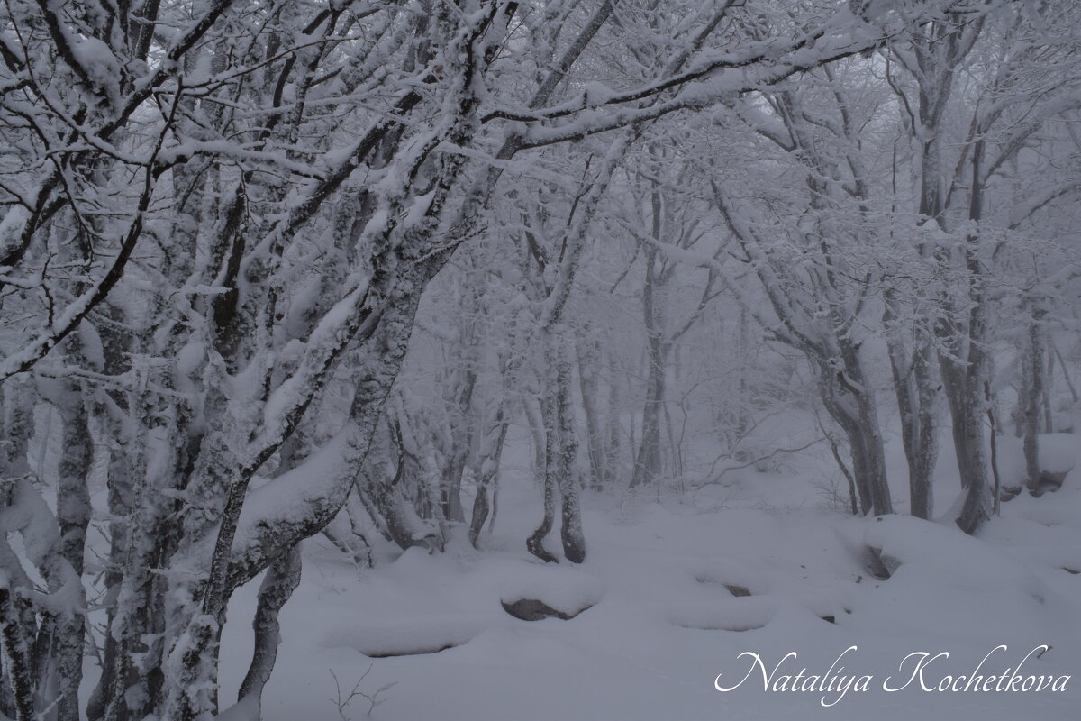 Природа Крыма - Amazing Cosmea