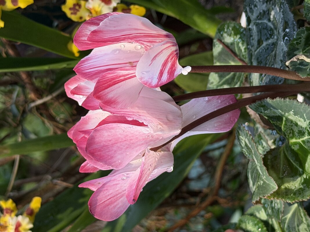 Цикламены - Pippa 