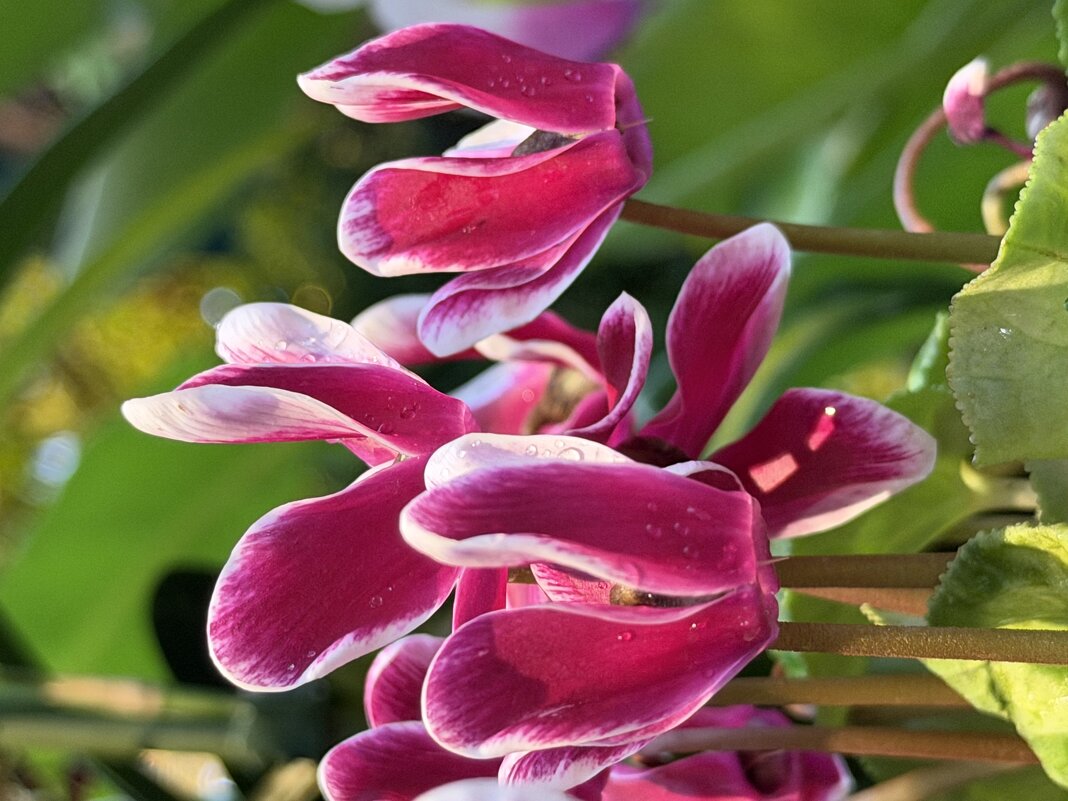 Цикламены - Pippa 