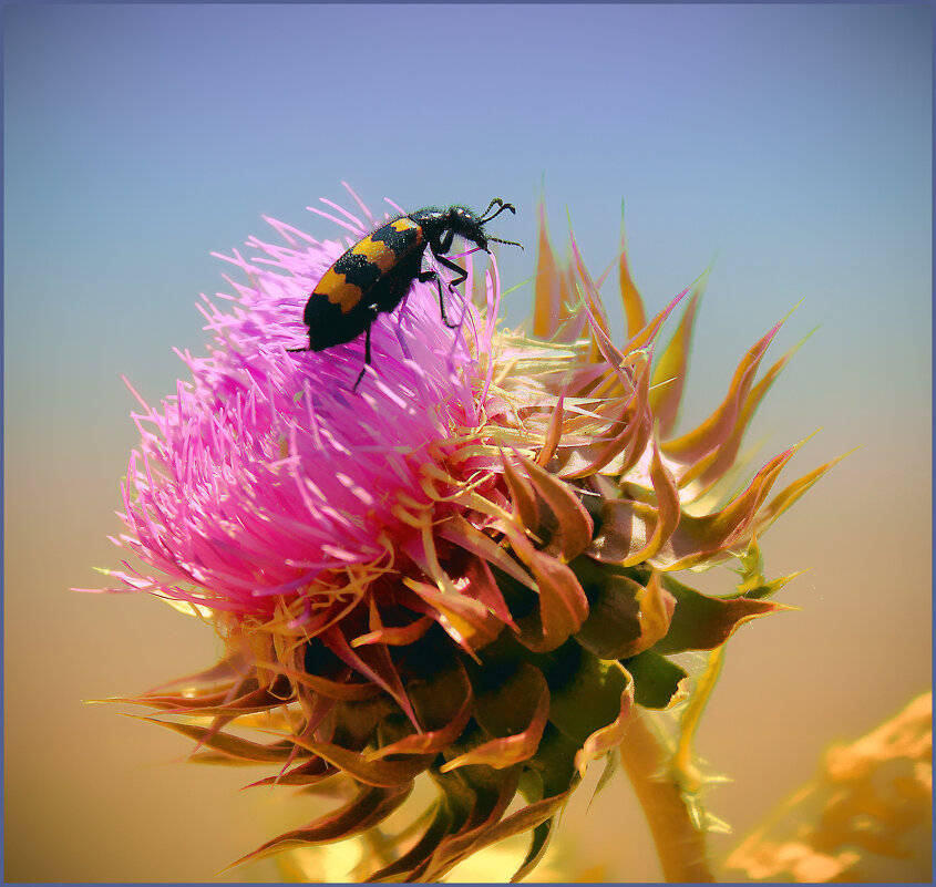 *** - Александр. AVG100 ---