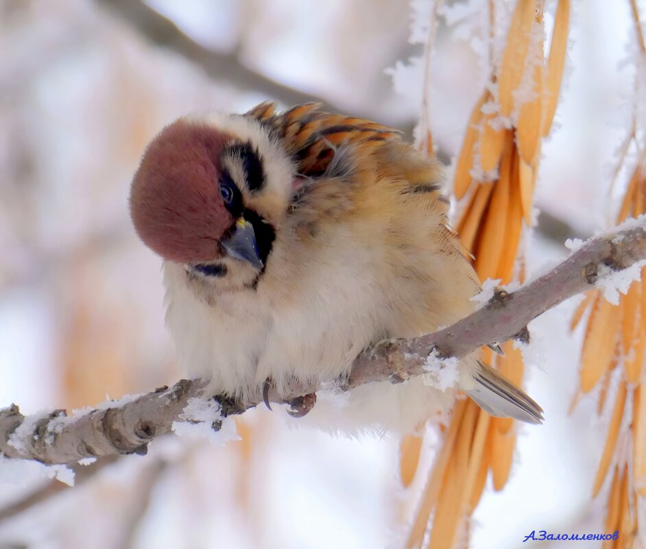 Что-то меня совсем вырубает... - Андрей Заломленков