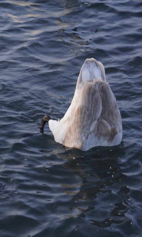 "Ныряем все!" - Наталия Григорьева
