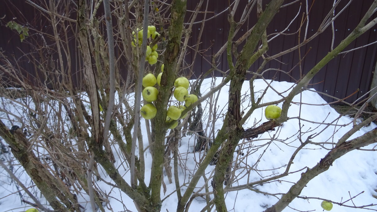 Замороженные яблоки - Татьяна Р 