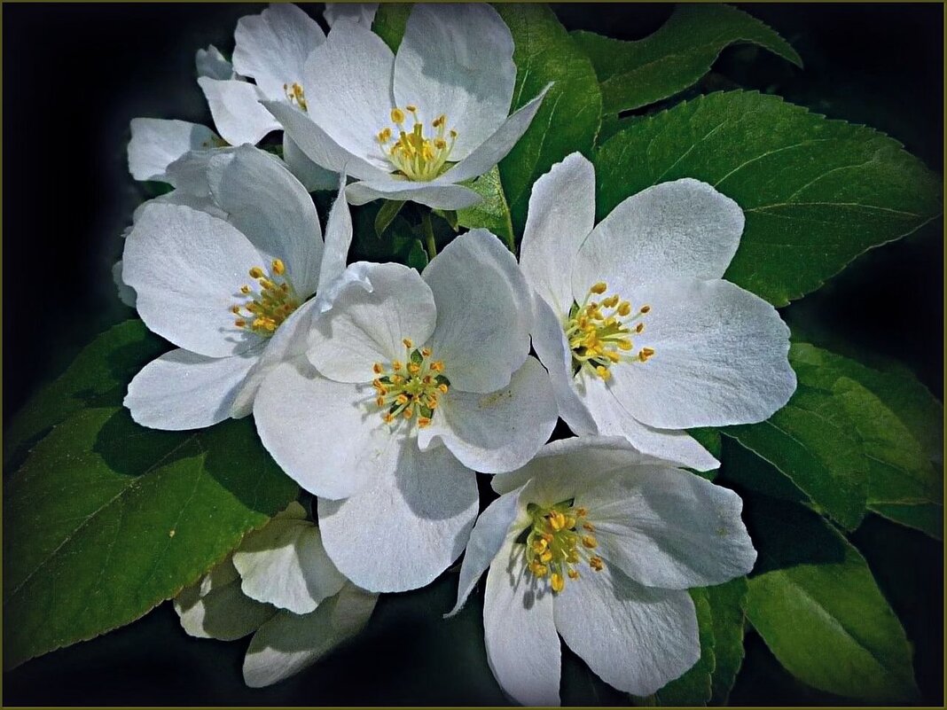 Немного весенней красоты ... - Валентина Надсон Немного весенней красоты ... - Валентина Надсон