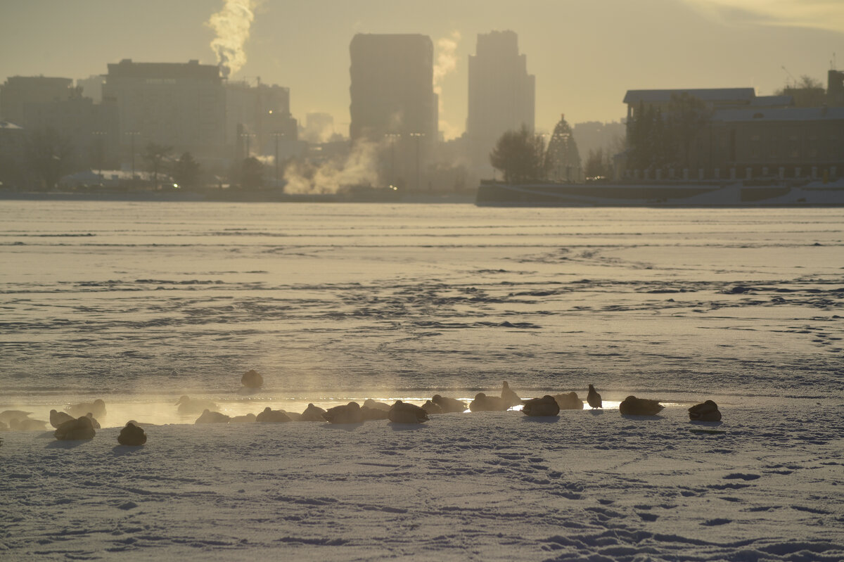 Зимний сон - Сергей Сергеев