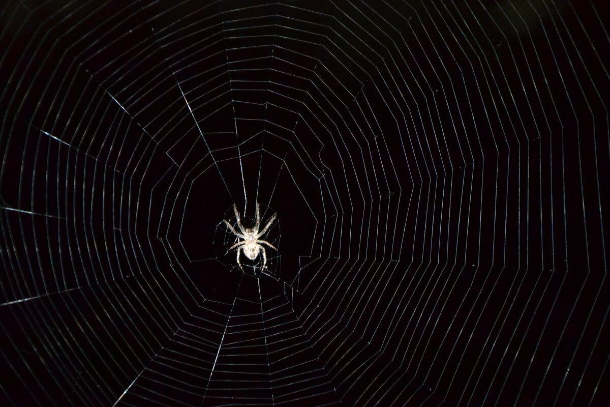 Паучок - Prizrak 777