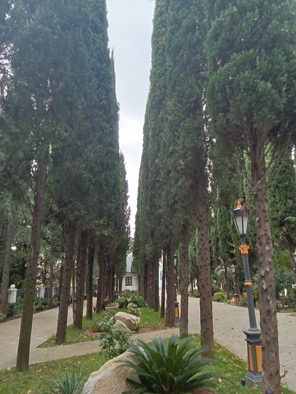 Аллея - Виктор Аллея - Виктор