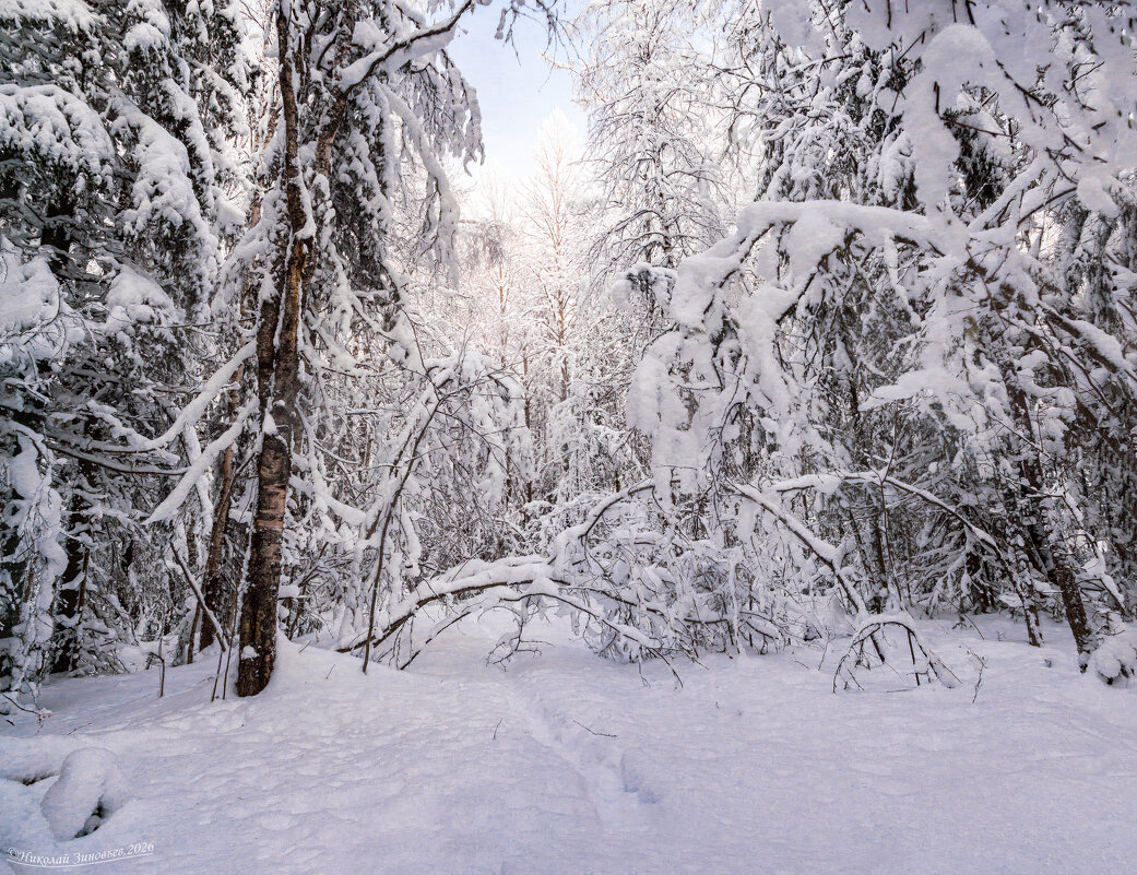 Снежный январь, окрестности Ухты.  В тайге сугробы даже на деревьях - Николай Зиновьев