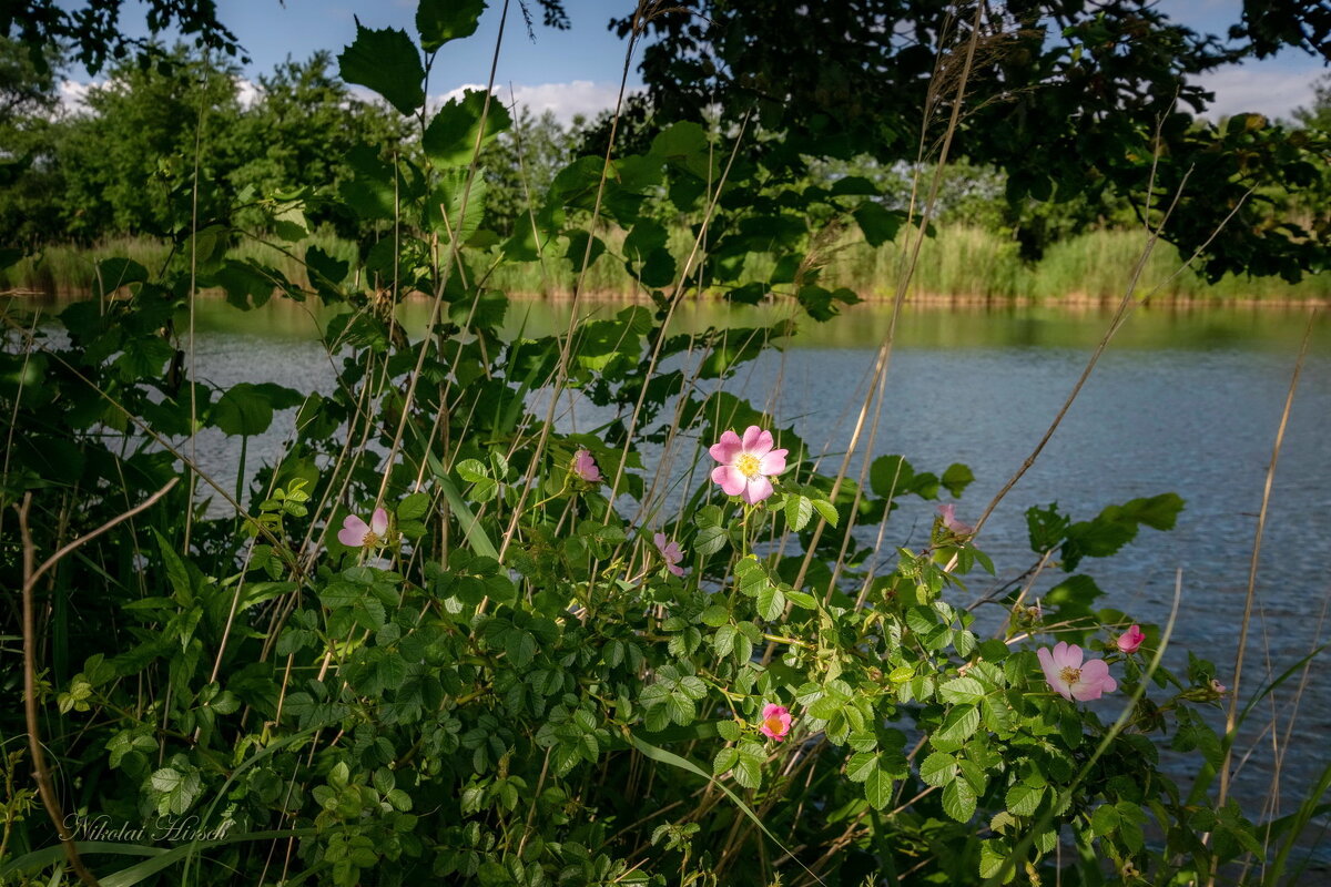 Шиповник на пруду... - Николай Гирш
