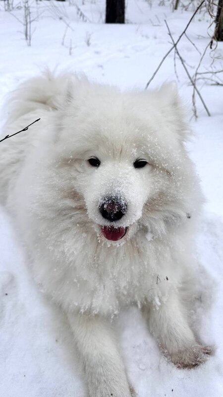 Снежный пёс - Дмитрий Радионов