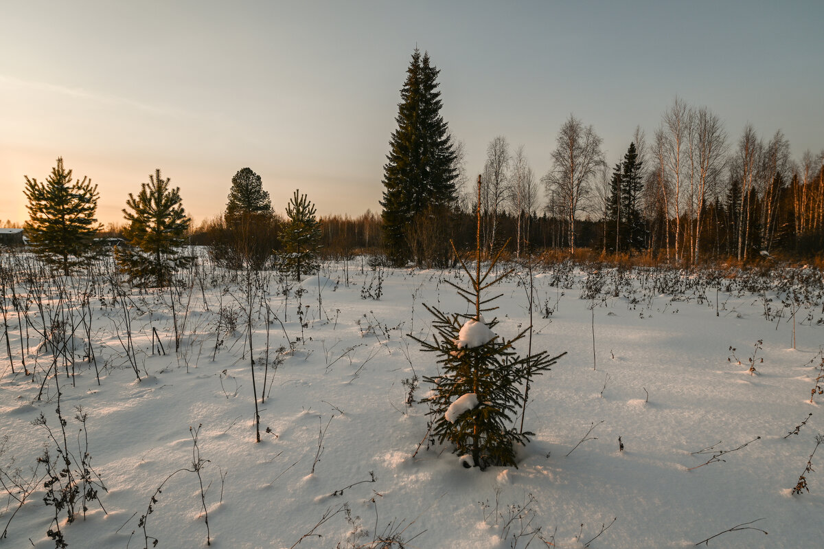 зарастают огороды - сергей 