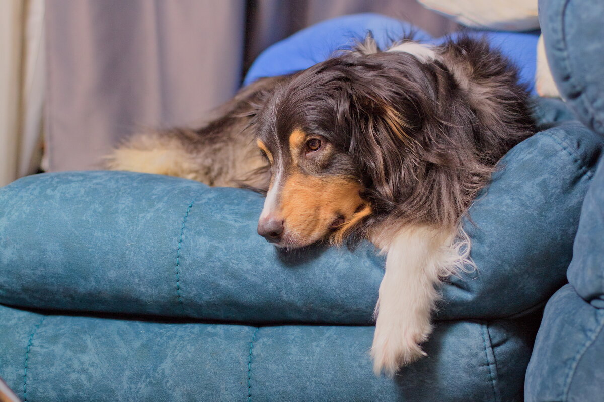 устал как собака - Артём 