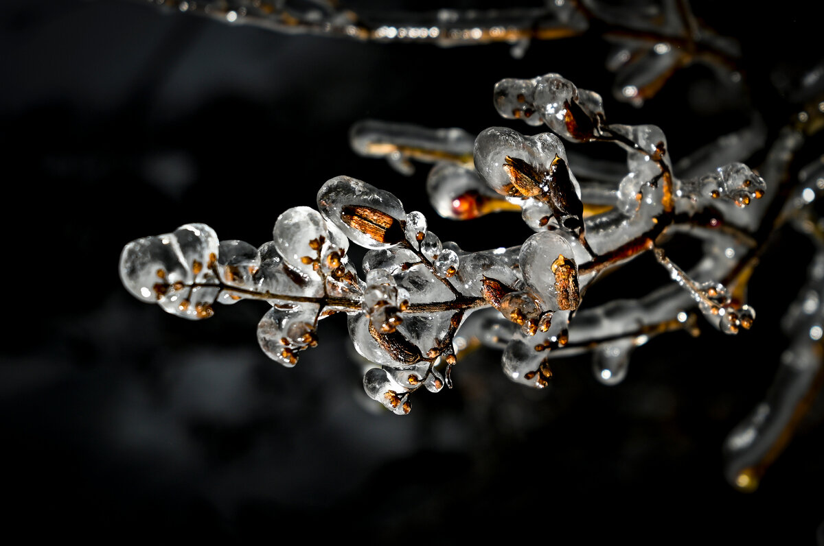 ветка сирени - Aleksandr 