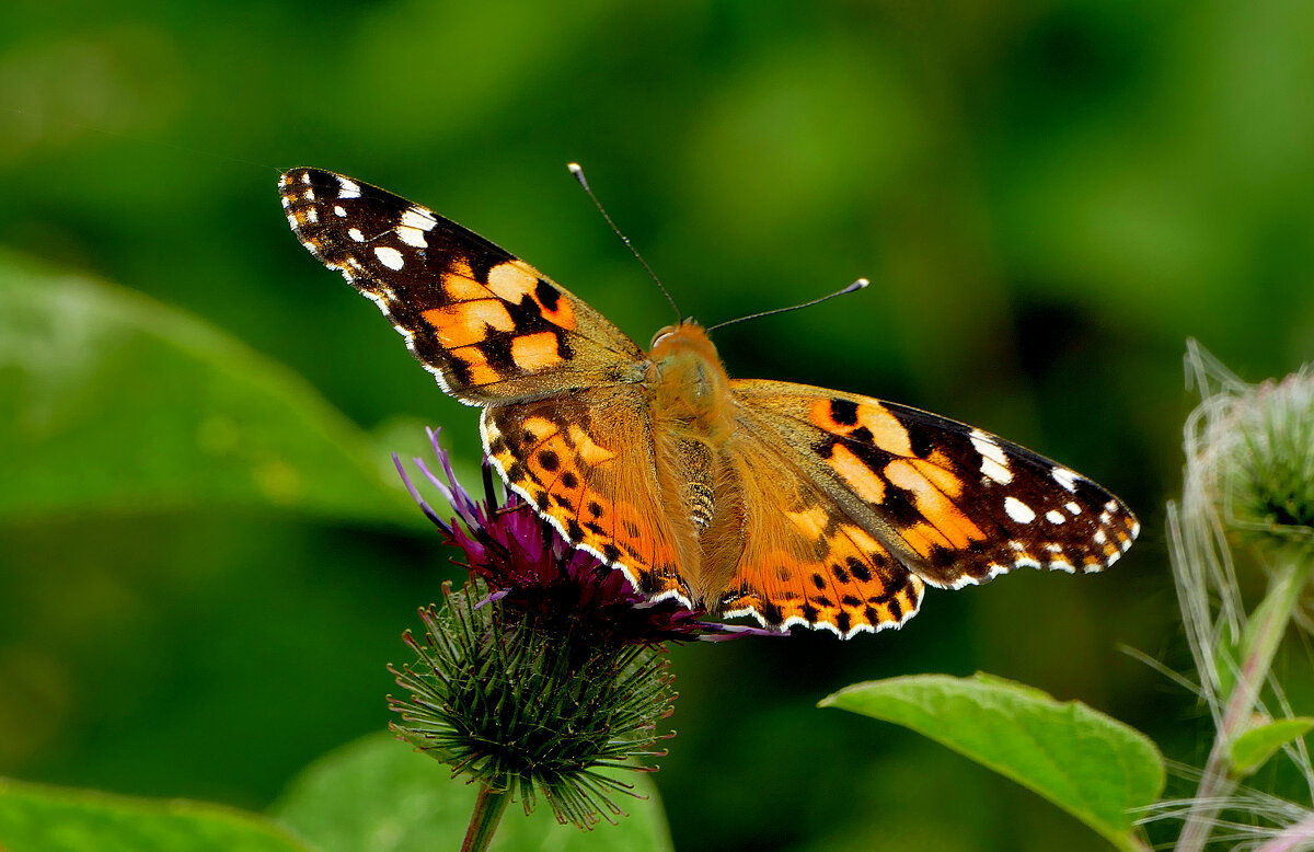 опять про бабочек...318 - Александр Прокудин