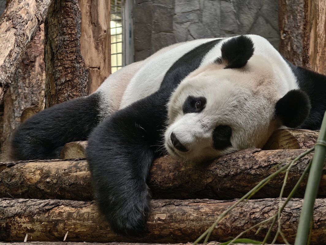 Панда Жуи - <<< Наташа >>> Панда Жуи - <<< Наташа >>>