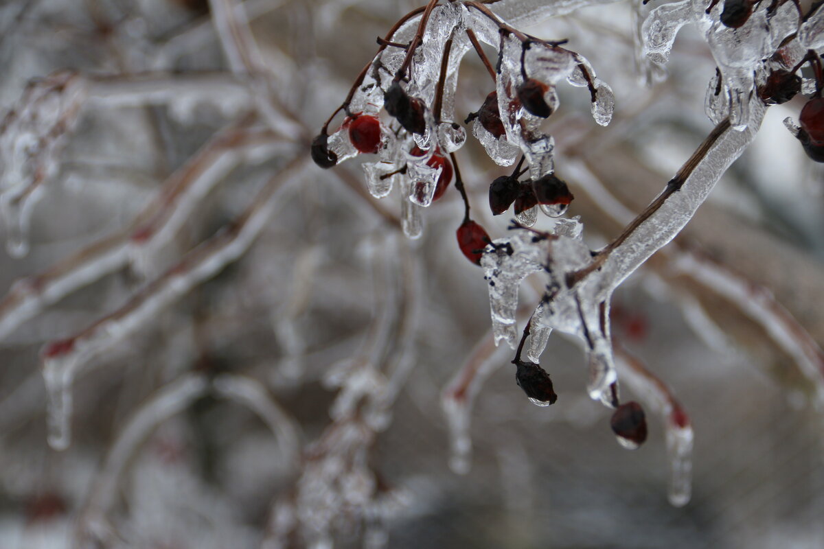 *** - Екатерина Леш