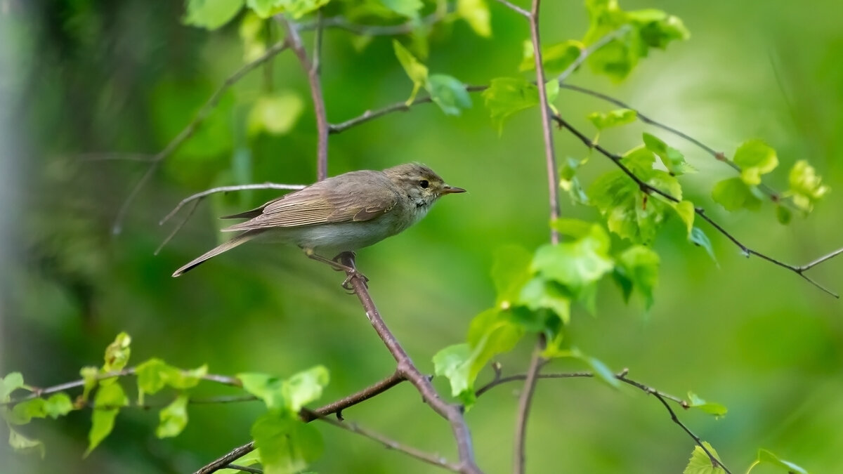 Пеночка - Владимир Лазарев