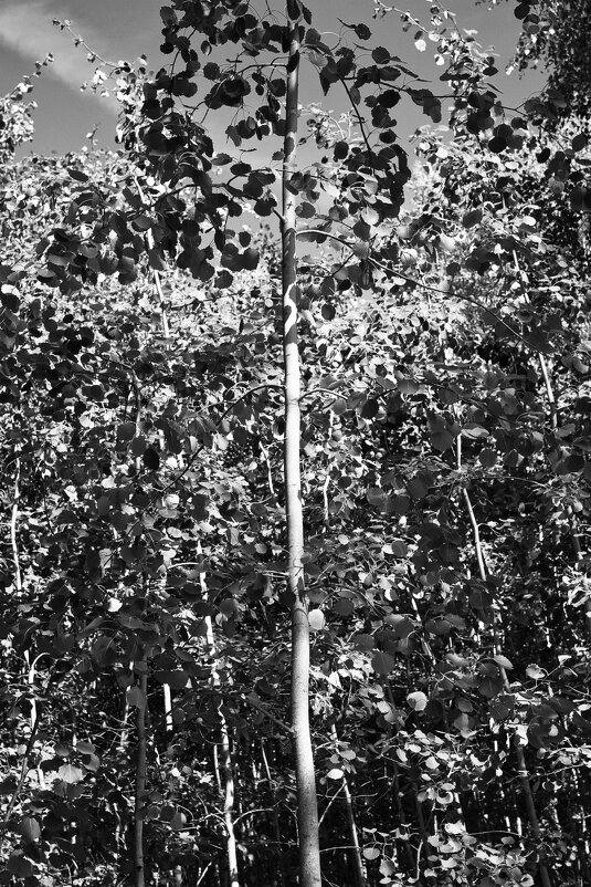 Фотография - Денис Безногов