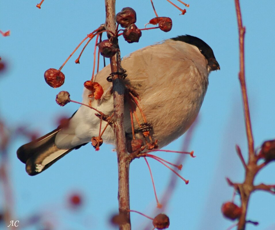 Самка снегиря - Любовь Сахарова