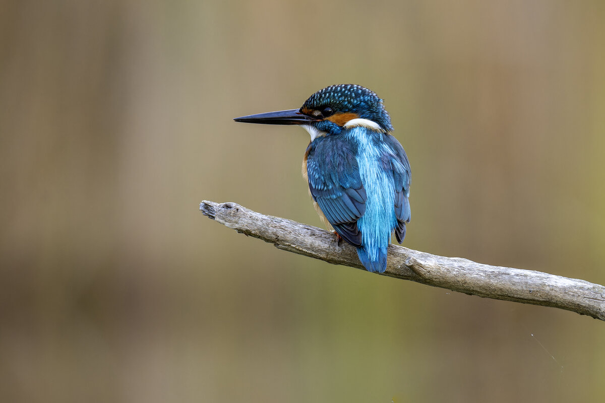 Зимородок. - Alexander Amromin